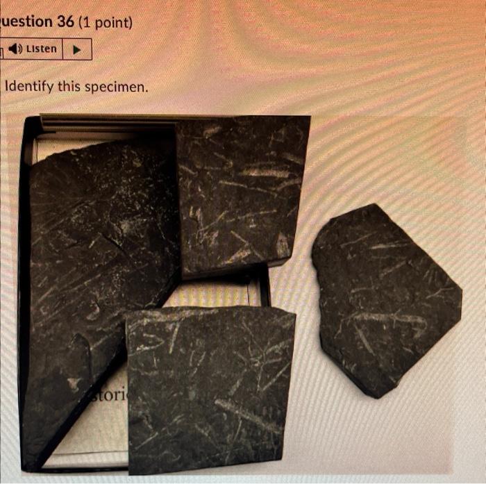Question 28 1 Point 4 Listen Identify This Specimen Histo Gy Fossil O Porifera Rugose Coral Tabulate Coral O Sclera 9