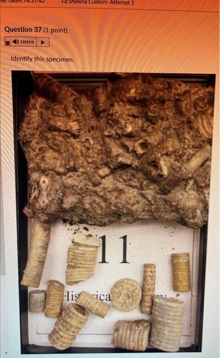 Question 28 1 Point 4 Listen Identify This Specimen Histo Gy Fossil O Porifera Rugose Coral Tabulate Coral O Sclera 10