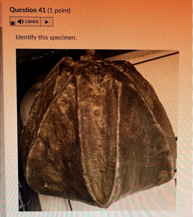 Question 28 1 Point 4 Listen Identify This Specimen Histo Gy Fossil O Porifera Rugose Coral Tabulate Coral O Sclera 12