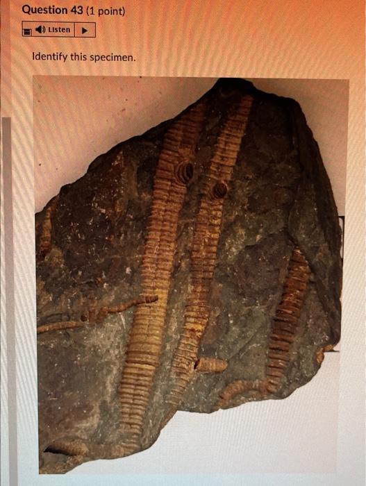 Question 28 1 Point 4 Listen Identify This Specimen Histo Gy Fossil O Porifera Rugose Coral Tabulate Coral O Sclera 13
