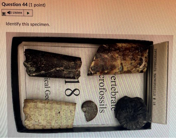 Question 28 1 Point 4 Listen Identify This Specimen Histo Gy Fossil O Porifera Rugose Coral Tabulate Coral O Sclera 14