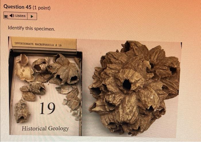 Question 28 1 Point 4 Listen Identify This Specimen Histo Gy Fossil O Porifera Rugose Coral Tabulate Coral O Sclera 15