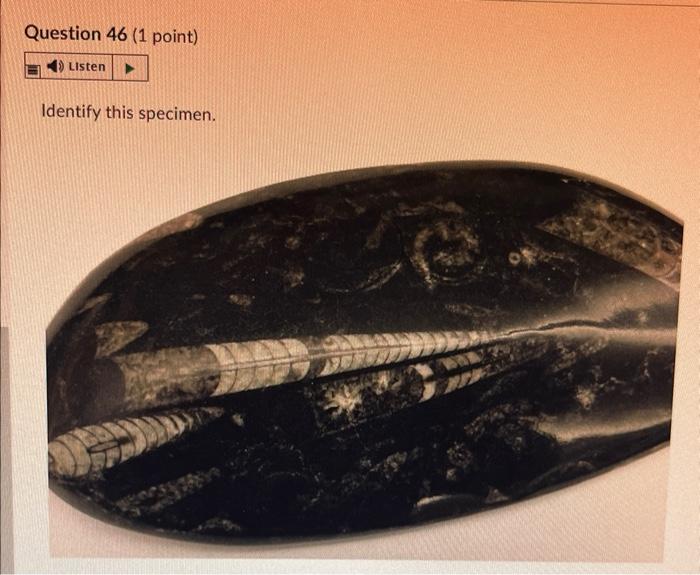 Question 28 1 Point 4 Listen Identify This Specimen Histo Gy Fossil O Porifera Rugose Coral Tabulate Coral O Sclera 16
