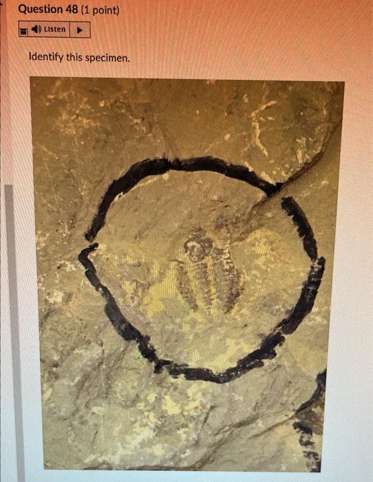 Question 28 1 Point 4 Listen Identify This Specimen Histo Gy Fossil O Porifera Rugose Coral Tabulate Coral O Sclera 18