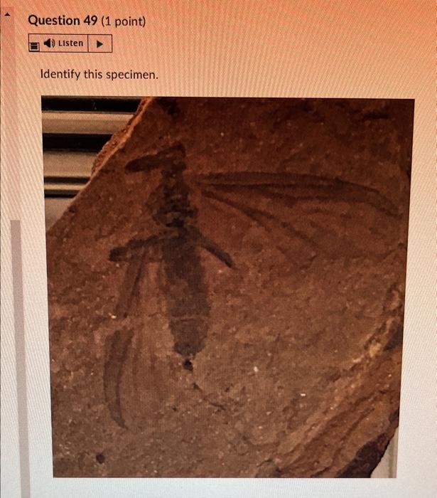 Question 28 1 Point 4 Listen Identify This Specimen Histo Gy Fossil O Porifera Rugose Coral Tabulate Coral O Sclera 19