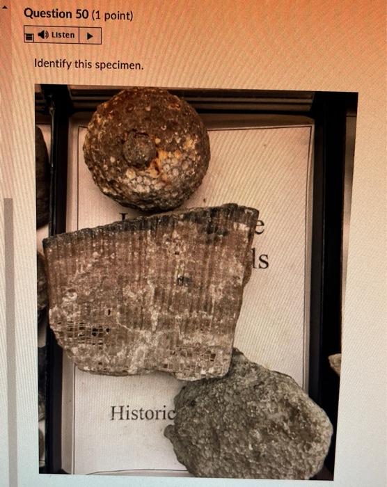 Question 28 1 Point 4 Listen Identify This Specimen Histo Gy Fossil O Porifera Rugose Coral Tabulate Coral O Sclera 20