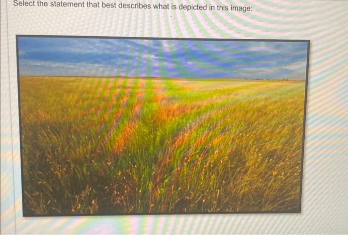 Select The Statement That Best Describes What Is Depicted In This Image Grasslands That Flourish Or Grow In Mollisols 1