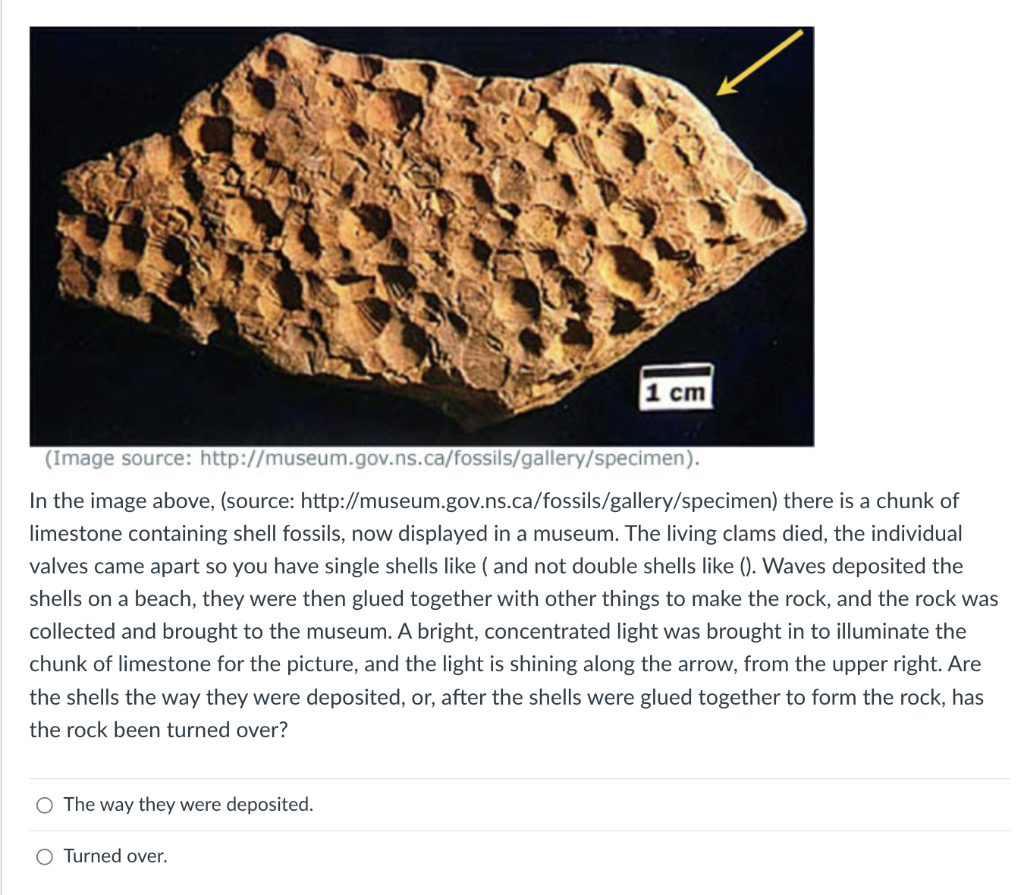 Image Source Http Museum Gov Ns Ca Fossils Gallery Specimen In The Image Above Source Http Museum Gov Ns Ca F 1
