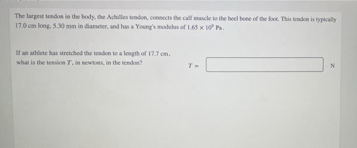 The Largest Tendon In The Body The Achilles Tendon Connects The Calf Muscle To The Heel Bone Of The Foot This Tendon 1