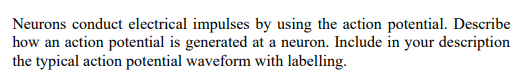 Neurons Conduct Electrical Impulses By Using The Action Potential Describe How An Action Potential Is Generated At A Ne 1