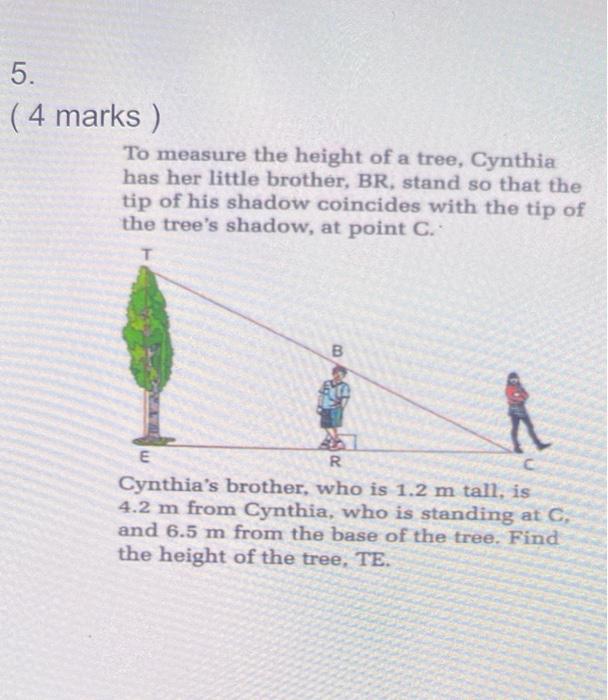 5 4 Marks To Measure The Height Of A Tree Cynthia Has Her Little Brother Br Stand So That The Tip Of His Shadow Co 1