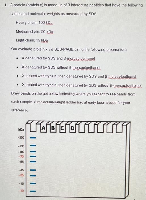 1 A Protein Protein X Is Made Up Of 3 Interacting Peptides That Have The Following Names And Molecular Weights As Mea 1