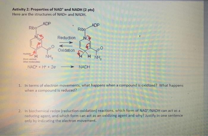 Activity 2 Properties Of Nad And Nadh 2 Pts Here Are The Structures Of Nad And Nadh Adp Ribo Hydnde H Om Various N 1