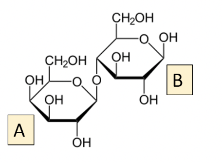 Use The Image To Select The Box Next To Each True Statement Monomer B Contains The Reducing End Of The Disaccharide The 1