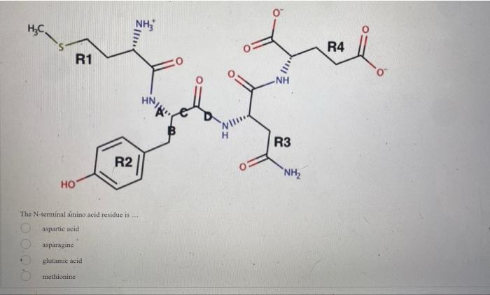 H C R1 Ho Asparagine Glutamic Acid R2 The N Terminal Amino Acid Residue Is Aspartic Acid Methionine Nh Hn Wiii Nh 1