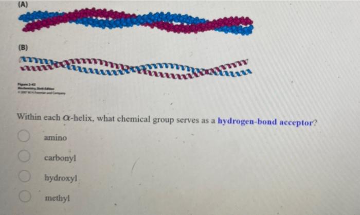 A B Fige Within Each A Helix What Chemical Group Serves As A Hydrogen Bond Acceptor Amino Carbonyl Hydroxyl Methyl 1