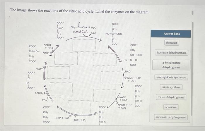 The Image Shows The Reactions Of The Citric Acid Cycle Label The Enzymes On The Diagram Coo Ch Oh Ch Coo Coo Ch 11 1