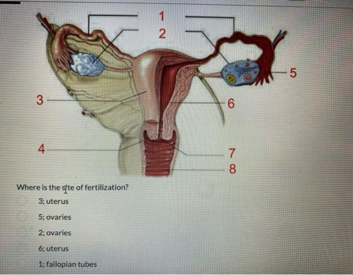 3 4 Where Is The Site Of Fertilization 3 Uterus 5 Ovaries 2 Ovaries 6 Uterus 1 Fallopian Tubes 2 6 78 5 8 2 Point 1