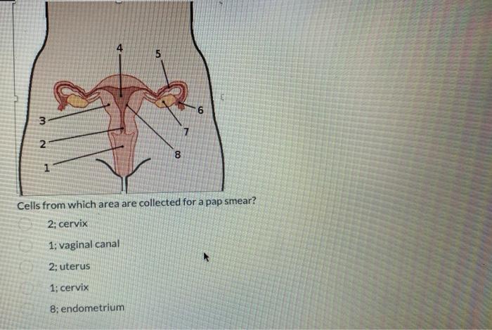 Which Of The Following Is True About The Corpus Callosum A Thicker Corpus Callosum Allows For A More Lateralized Brain 3