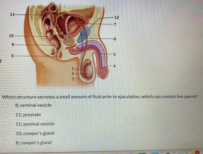 11 10 0000 9 8 123 11 Prostate 11 Seminal Vesicle 10 Cowper S Gland 8 Cowper S Gland 0 12 Which Structure Secretes 1