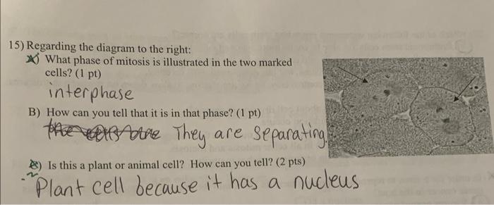 15 Regarding The Diagram To The Right What Phase Of Mitosis Is Illustrated In The Two Marked Cells 1 Pt Interphase 1