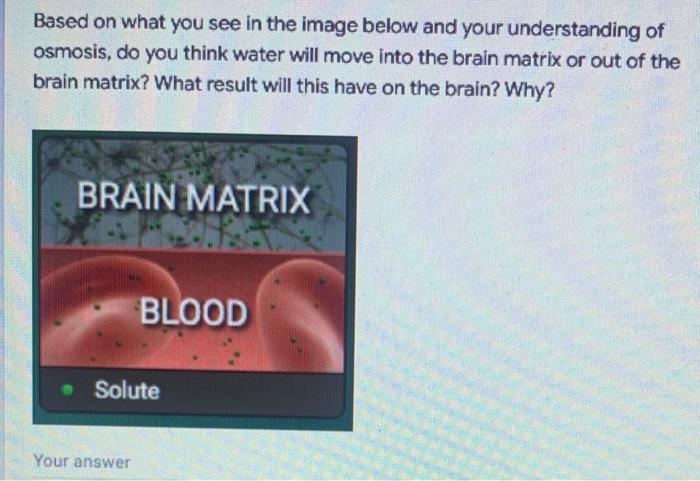 Based On What You See In The Image Below And Your Understanding Of Osmosis Do You Think Water Will Move Into The Brain 1