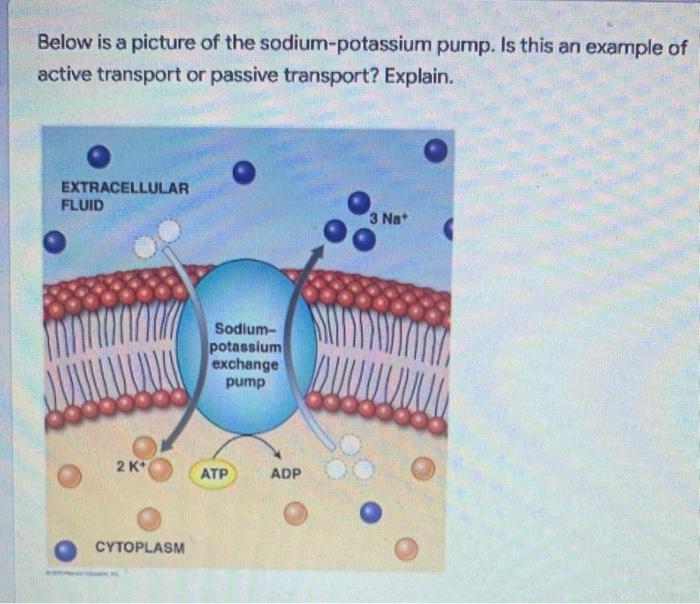 Based On What You See In The Image Below And Your Understanding Of Osmosis Do You Think Water Will Move Into The Brain 2
