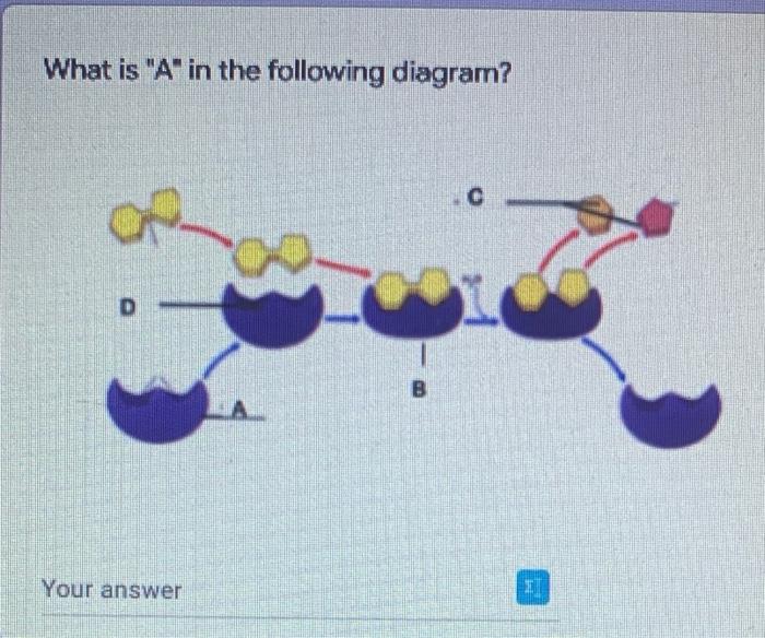 What Is A In The Following Diagram Your Answer L B C Lae What Is D In The Following Diagram D Your Answer B C 1 S 1