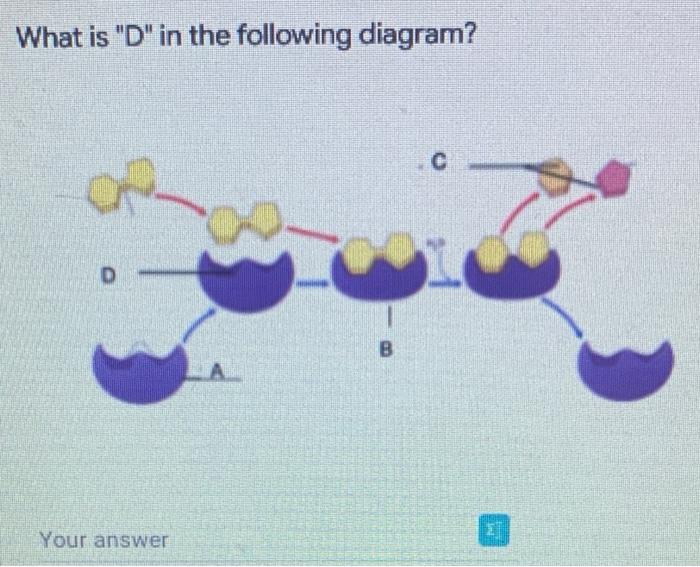 What Is A In The Following Diagram Your Answer L B C Lae What Is D In The Following Diagram D Your Answer B C 1 S 2