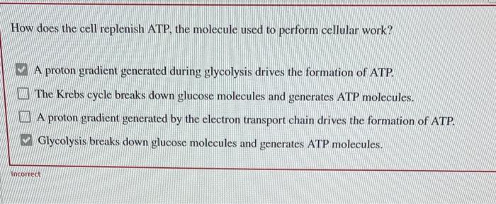 How Does The Cell Replenish Atp The Molecule Used To Perform Cellular Work A Proton Gradient Generated During Glycolys 1