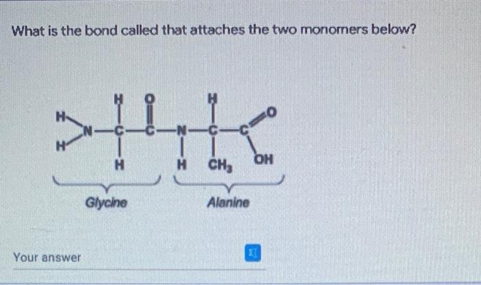 What Is The Bond Called That Attaches The Two Monomers Below Your Answer C C H Glycine N Cicio H Ch3 Alanine Oh If Y 1