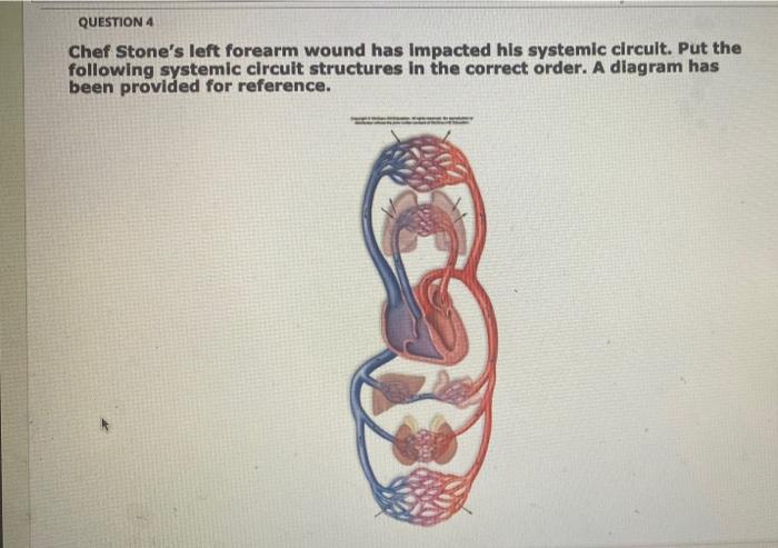 Question 4 Chef Stone S Left Forearm Wound Has Impacted His Systemic Circuit Put The Following Systemic Circuit Structu 1