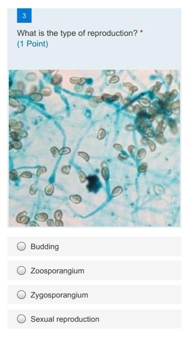 3 What Is The Type Of Reproduction 1 Point Budding Zoosporangium Ozygosporangium Sexual Reproduction 1