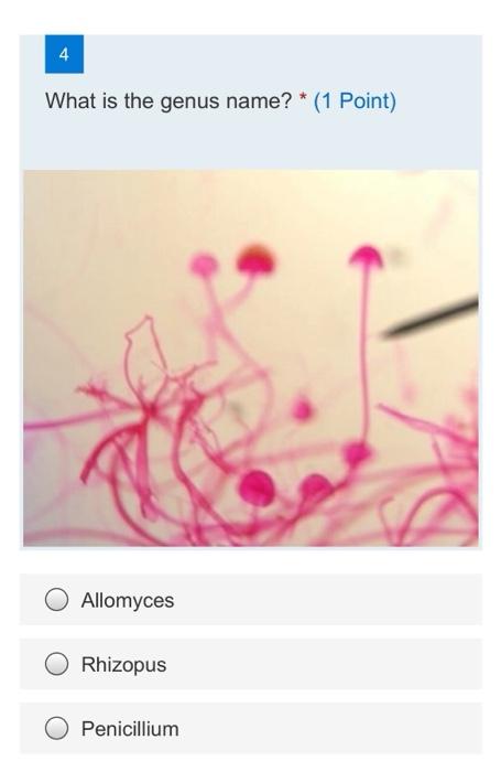4 What Is The Genus Name 1 Point Allomyces Rhizopus Penicillium 1