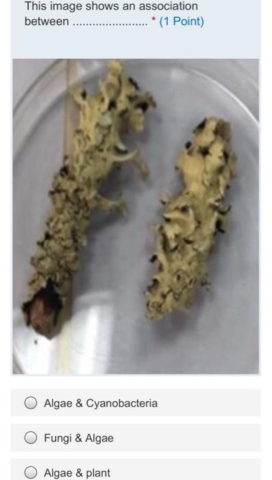 This Image Shows An Association Between 1 Point Algae Cyanobacteria Fungi Algae Algae Plant Algae 1