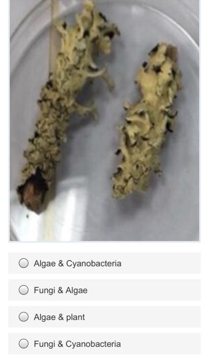 This Image Shows An Association Between 1 Point Algae Cyanobacteria Fungi Algae Algae Plant Algae 2
