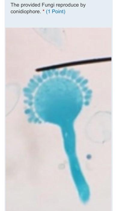 The Provided Fungi Reproduce By Conidiophore 1 Point O True False 1