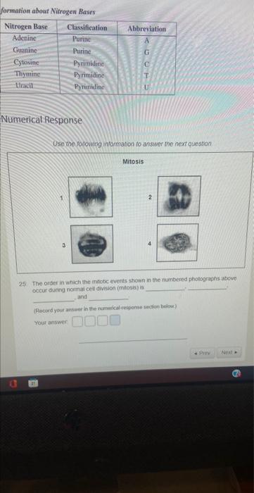 Formation About Nitrogen Bases Nitrogen Base Adenine Guanine Cytosine Thymine Uracil Classification Purine Purine Pyrimi 1