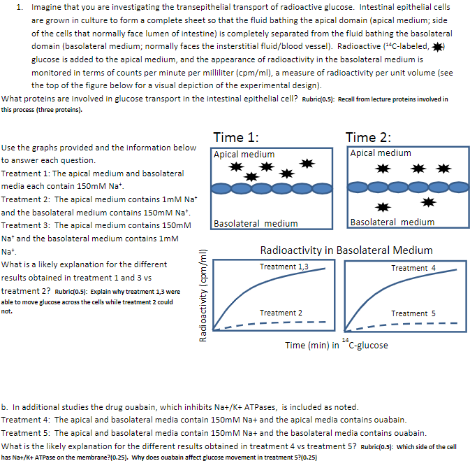 1 Imagine That You Are Investigating The Transepithelial Transport Of Radioactive Glucose Intestinal Epithelial Cells 1