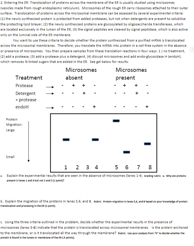 2 Entering The Er Translocation Of Proteins Across The Membrane Of The Er Is Usually Studied Using Microsomes Vesicle 1