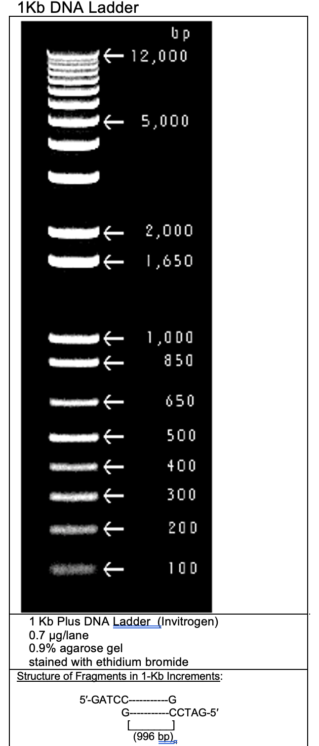 Need Help With Filling In The Chart And Graph Please Help Use Log Linear Graph Paper To Calculate The Size Of Each Ban 2
