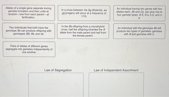 Alleles Of A Single Gene Separate During Gamete Formation And Then Unite At Random One From Each Parent At Fertilization 1