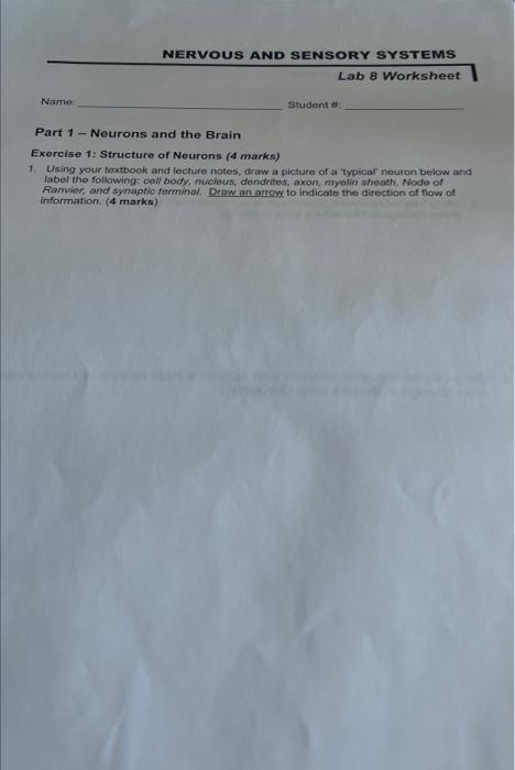Name Nervous And Sensory Systems Lab 8 Worksheet Student Part 1 Neurons And The Brain Exercise 1 Structure Of Neur 1