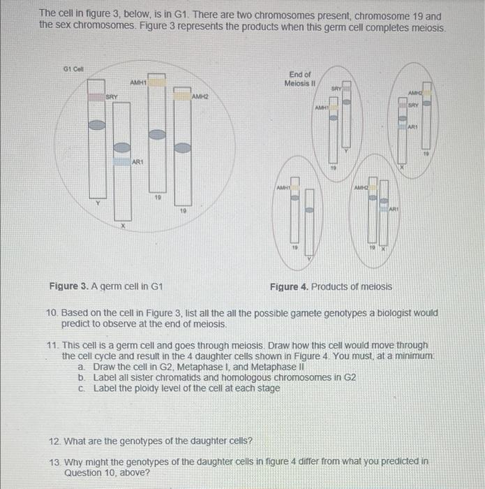 The Cell In Figure 3 Below Is In G1 There Are Two Chromosomes Present Chromosome 19 And The Sex Chromosomes Figure 1