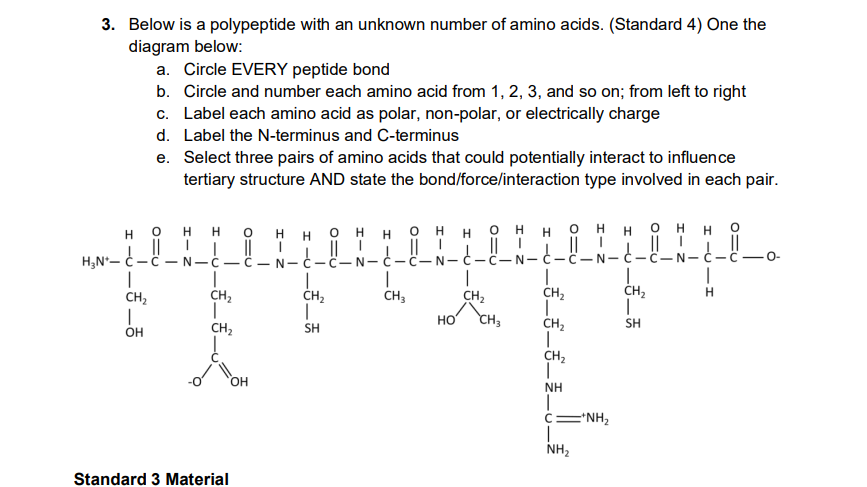3 Below Is A Polypeptide With An Unknown Number Of Amino Acids Standard 4 One The Diagram Below A Circle Every Pep 1