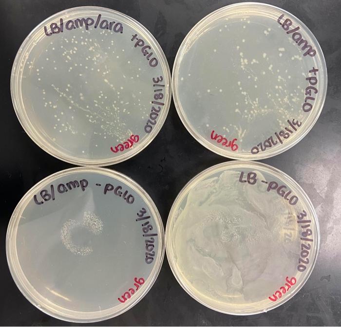 1 Examine Your Four Plates For Growth And Number Of Colonies Record Your Results In The Chart Which Plate S Contain 2