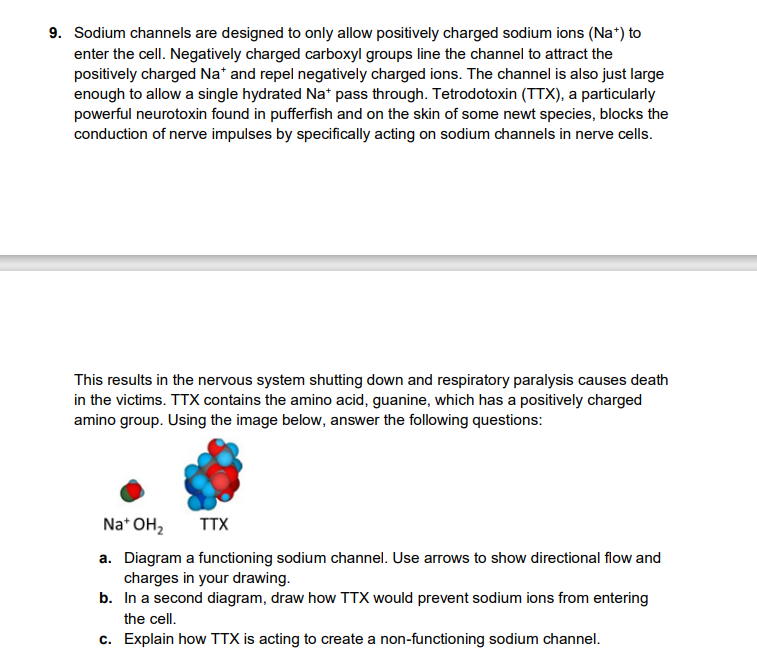 9 Sodium Channels Are Designed To Only Allow Positively Charged Sodium Ions Na To Enter The Cell Negatively Charged 1