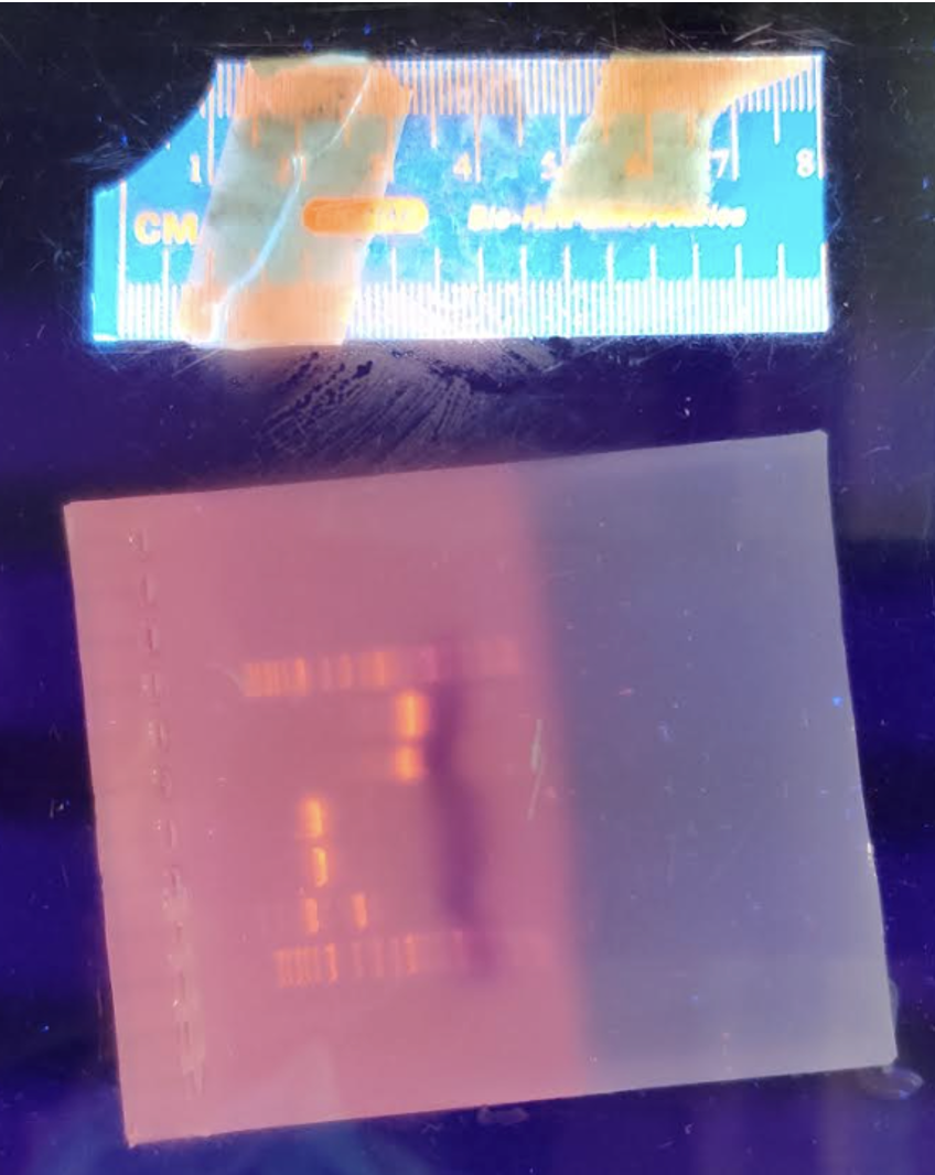 Please Help With This Question Compare Your Values To The Band Intensities On Your Gel Do You See A Correlation Exp 1
