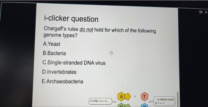 I Clicker Question Chargaff S Rules Do Not Hold For Which Of The Following Genome Types A Yeast B Bacteria C Single St 1
