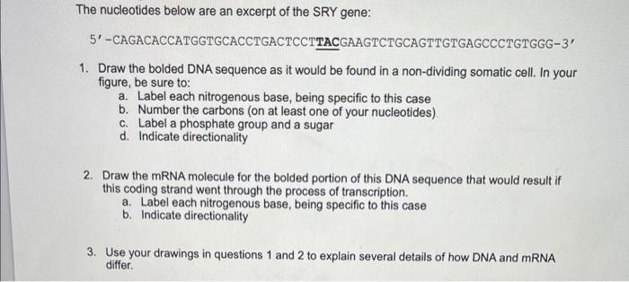 The Nucleotides Below Are An Excerpt Of The Sry Gene 5 Cagacaccatggtgcacctgactccttacgaagtctgcagttgtgagccctgtggg 3 1 1